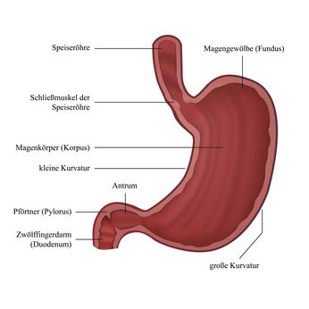 Der Magen | Anatomie, Funktion, Erkrankungen